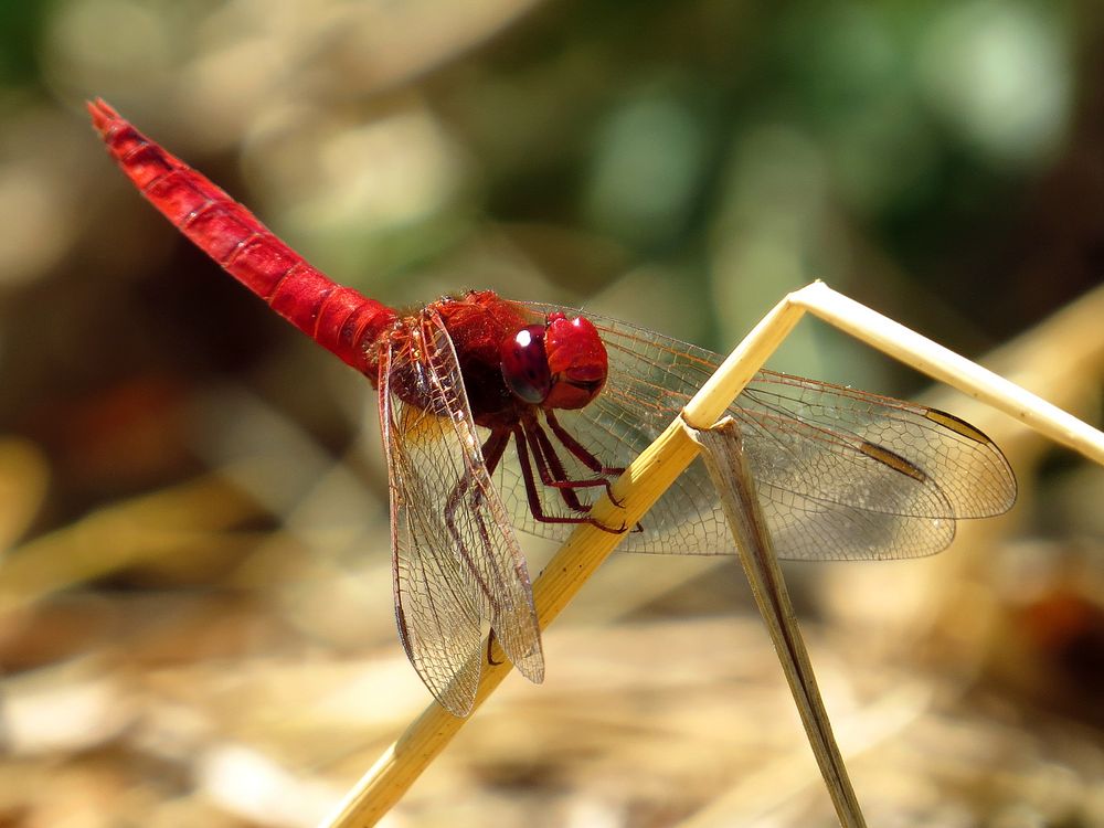 Feuerlibelle (Crocothemis erythraea), Männchen