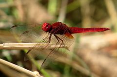 Feuerlibelle (Crocothemis erythraea), Männchen