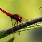 Feuerlibelle (Crocothemis erythraea), Männchen 