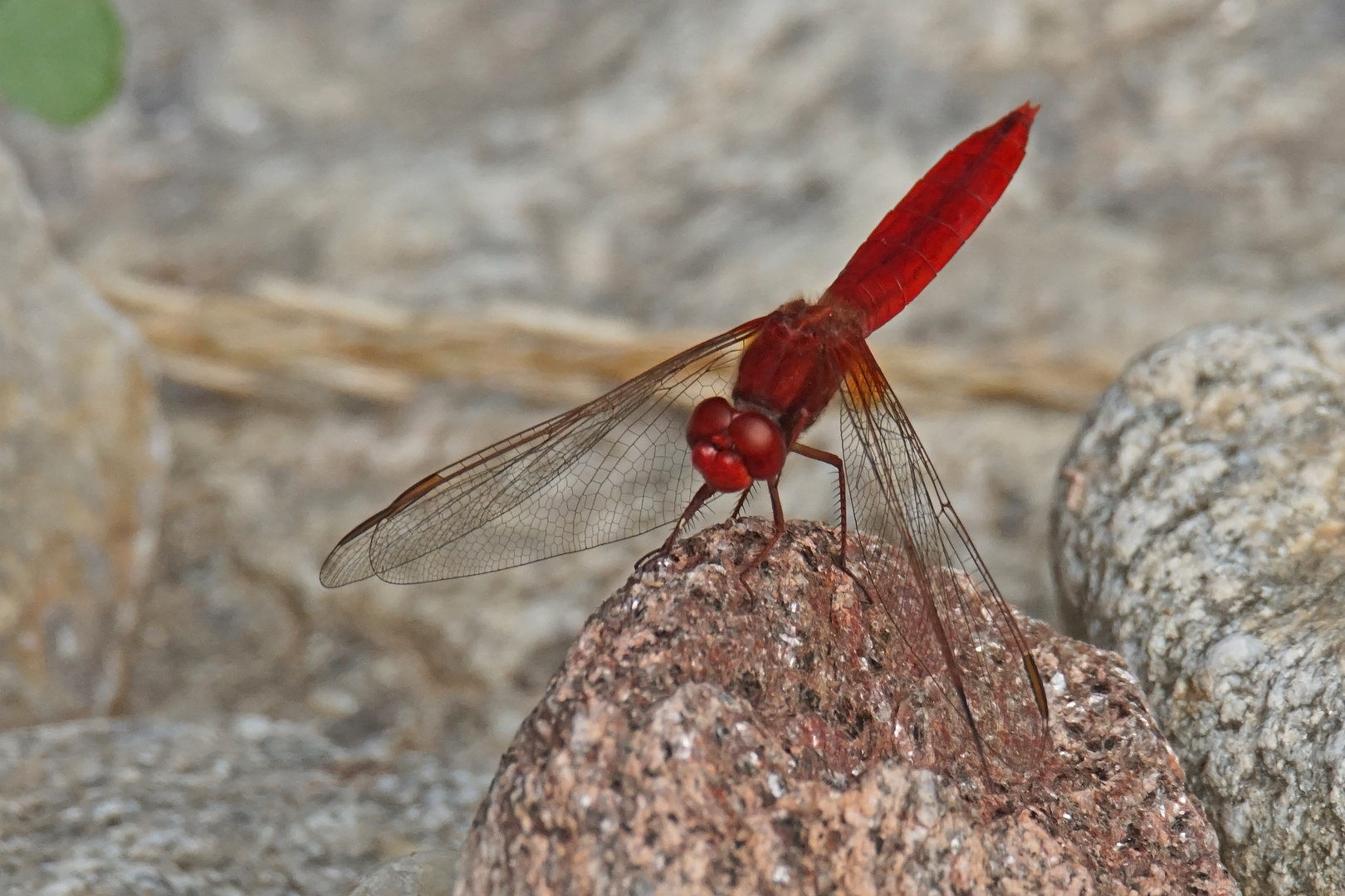 Feuerlibelle (Crocothemis erythraea), Männchen