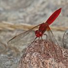 Feuerlibelle (Crocothemis erythraea), Männchen