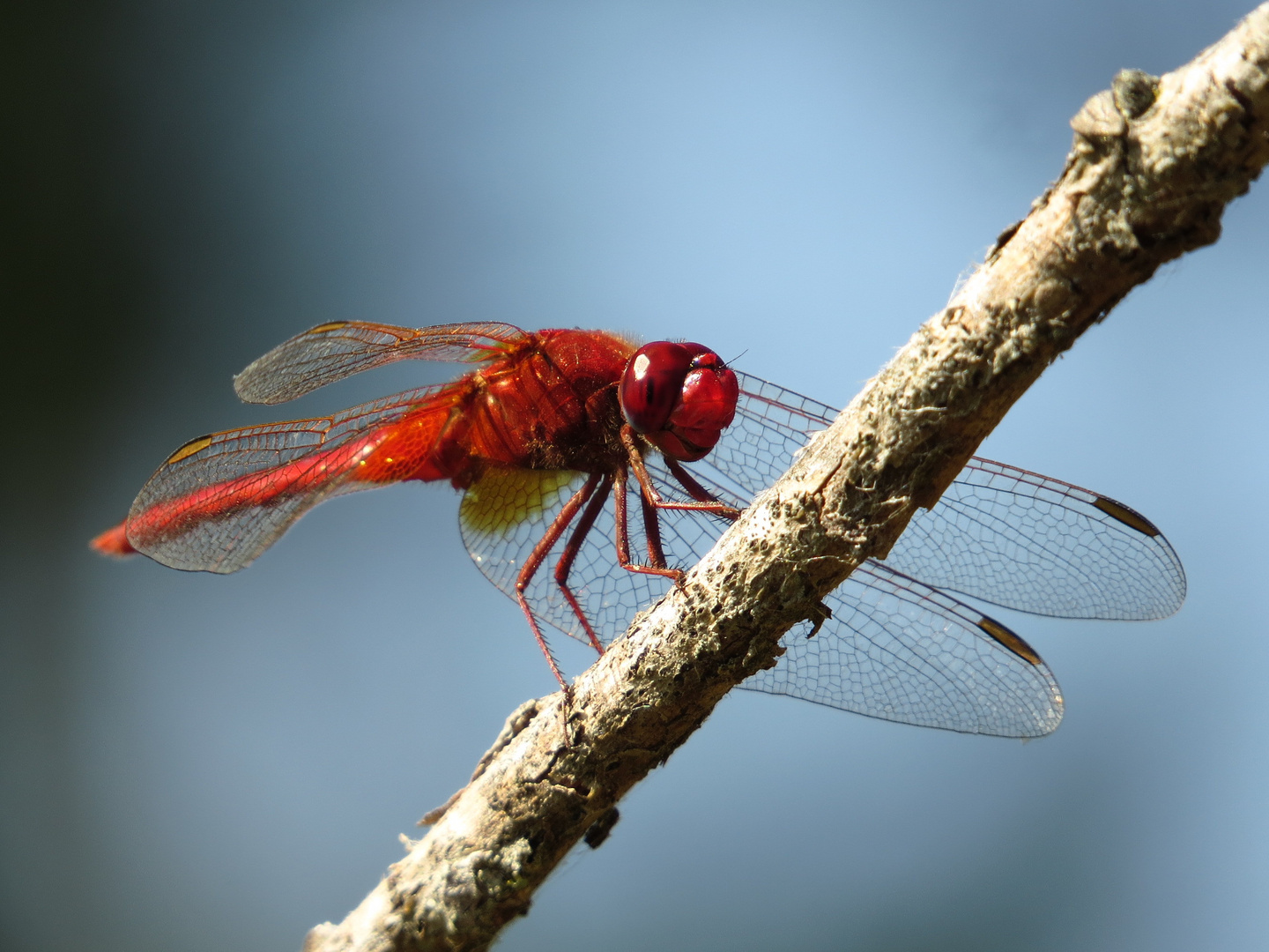 Feuerlibelle (Crocothemis erythraea), Männchen