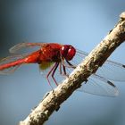 Feuerlibelle (Crocothemis erythraea), Männchen