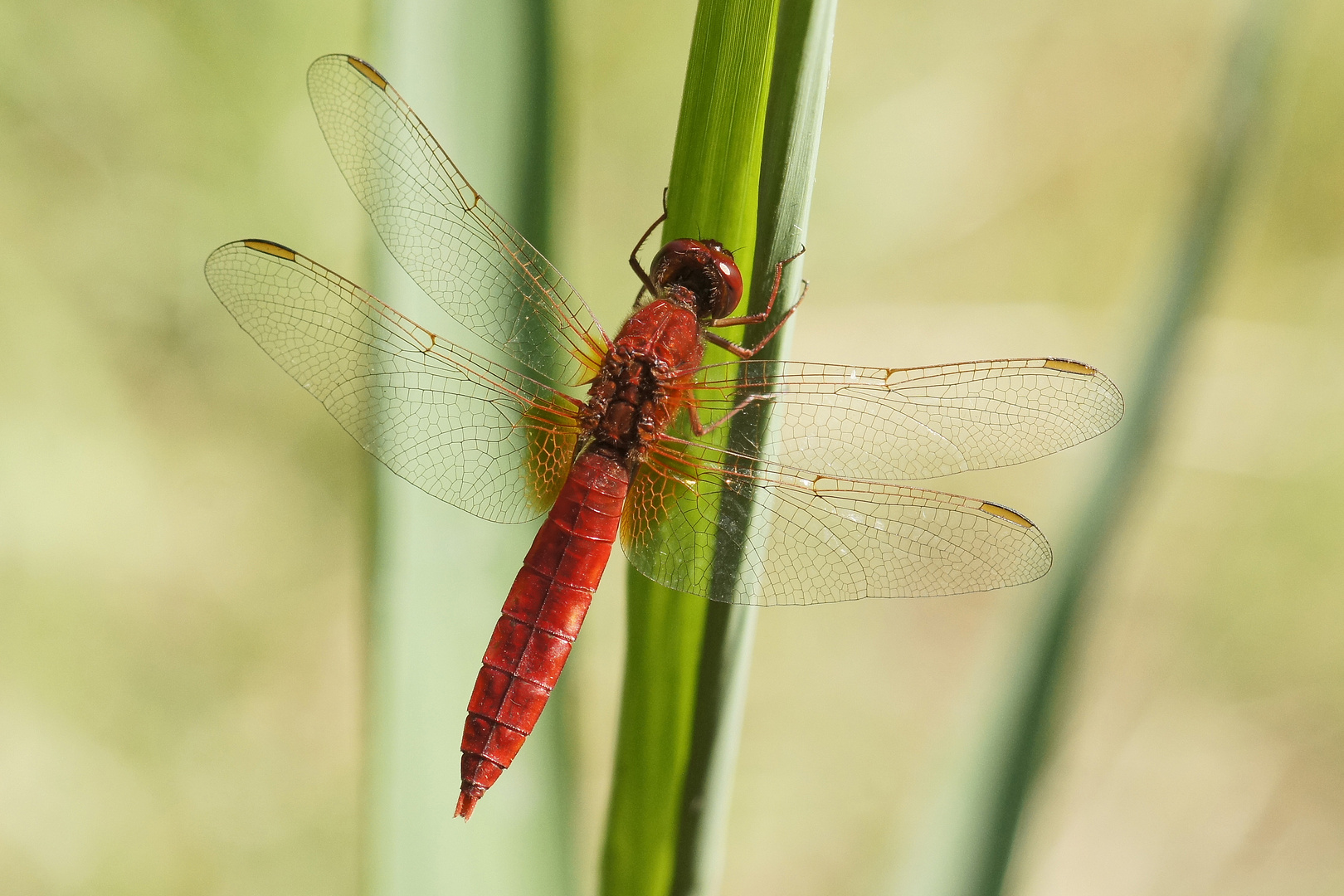 Feuerlibelle (Crocothemis erythraea), Männchen