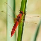 Feuerlibelle (Crocothemis erythraea), Männchen