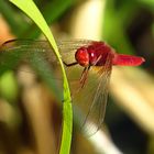 Feuerlibelle (Crocothemis erythraea), Männchen