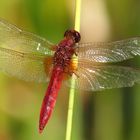 Feuerlibelle (Crocothemis erythraea), Männchen