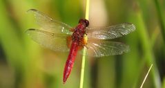 Feuerlibelle (Crocothemis erythraea), Männchen