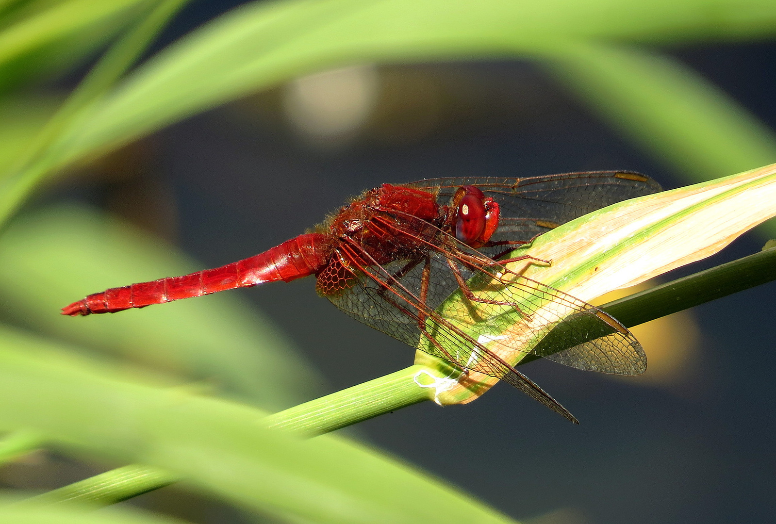 Feuerlibelle (Crocothemis erythraea), Männchen