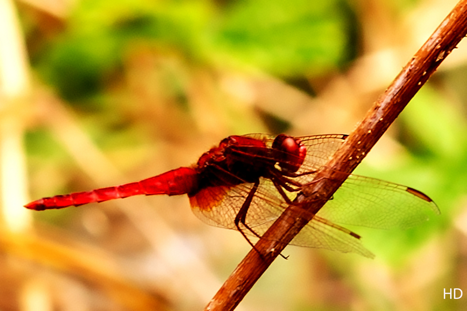 Feuerlibelle (Crocothemis erythraea) Männchen