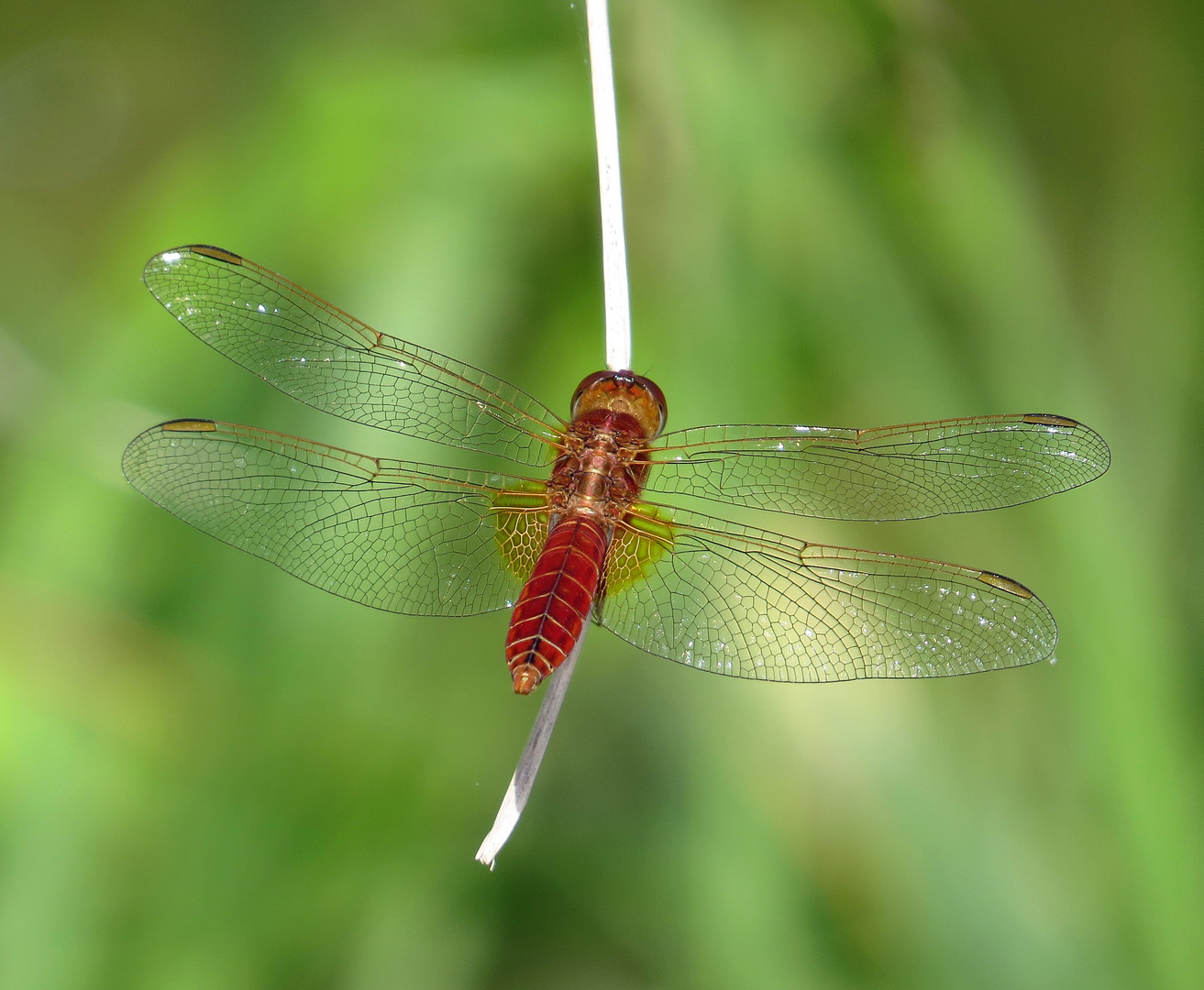 Feuerlibelle (Crocothemis erythraea), Männchen