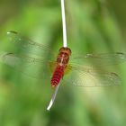 Feuerlibelle (Crocothemis erythraea), Männchen