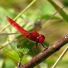 Feuerlibelle (Crocothemis erythraea), Männchen