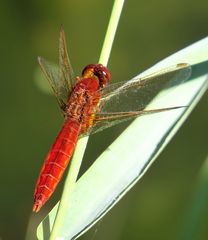 Feuerlibelle (Crocothemis erythraea), Männchen