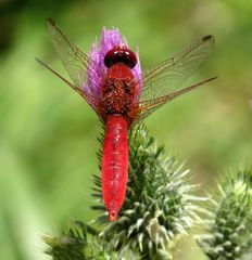 Feuerlibelle (Crocothemis erythraea), Männchen