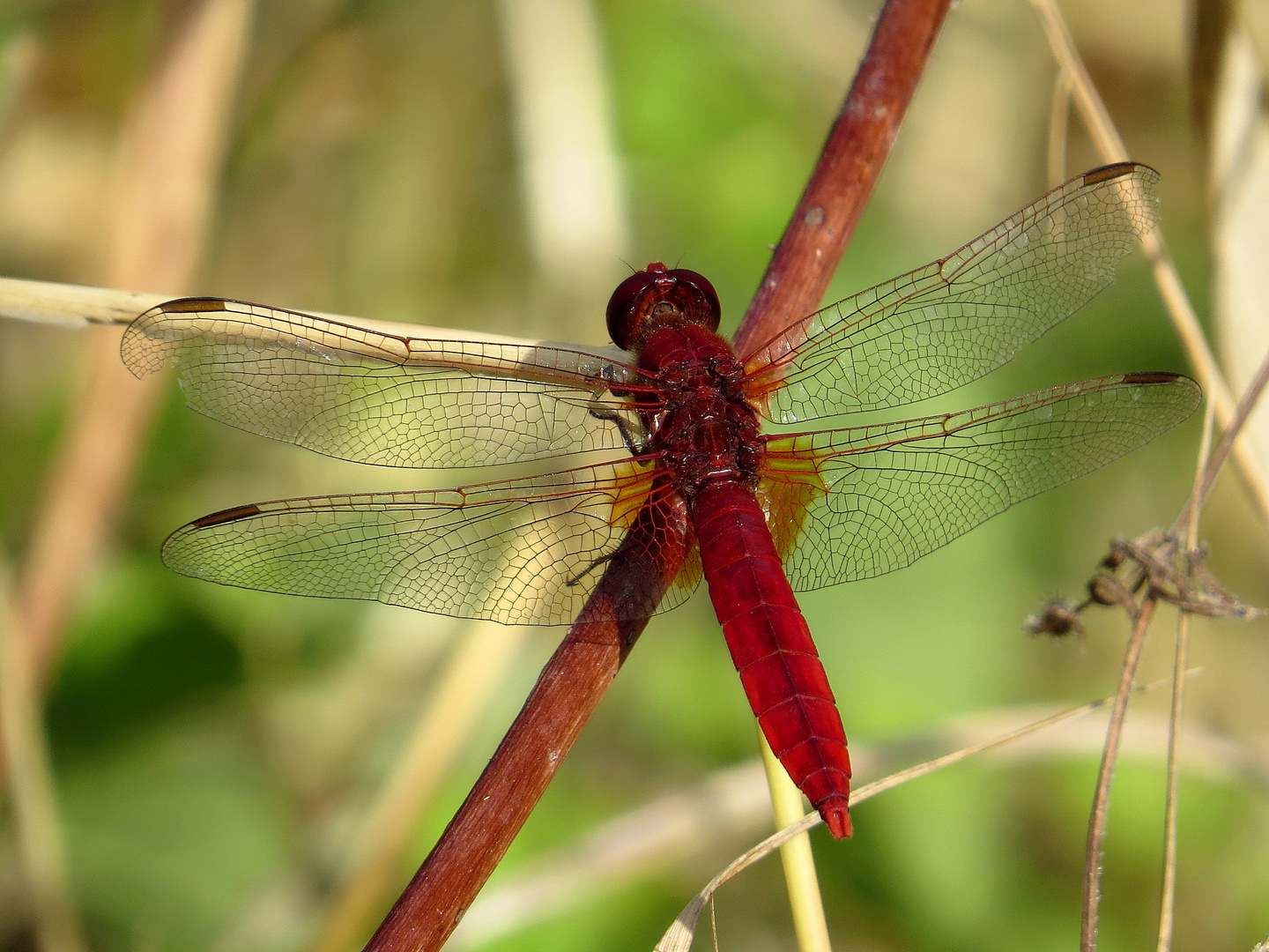 Feuerlibelle (Crocothemis erythraea), Männchen