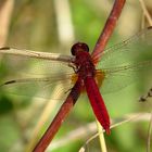 Feuerlibelle (Crocothemis erythraea), Männchen