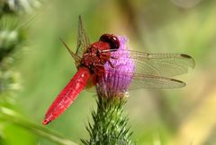 Feuerlibelle (Crocothemis erythraea), Männchen