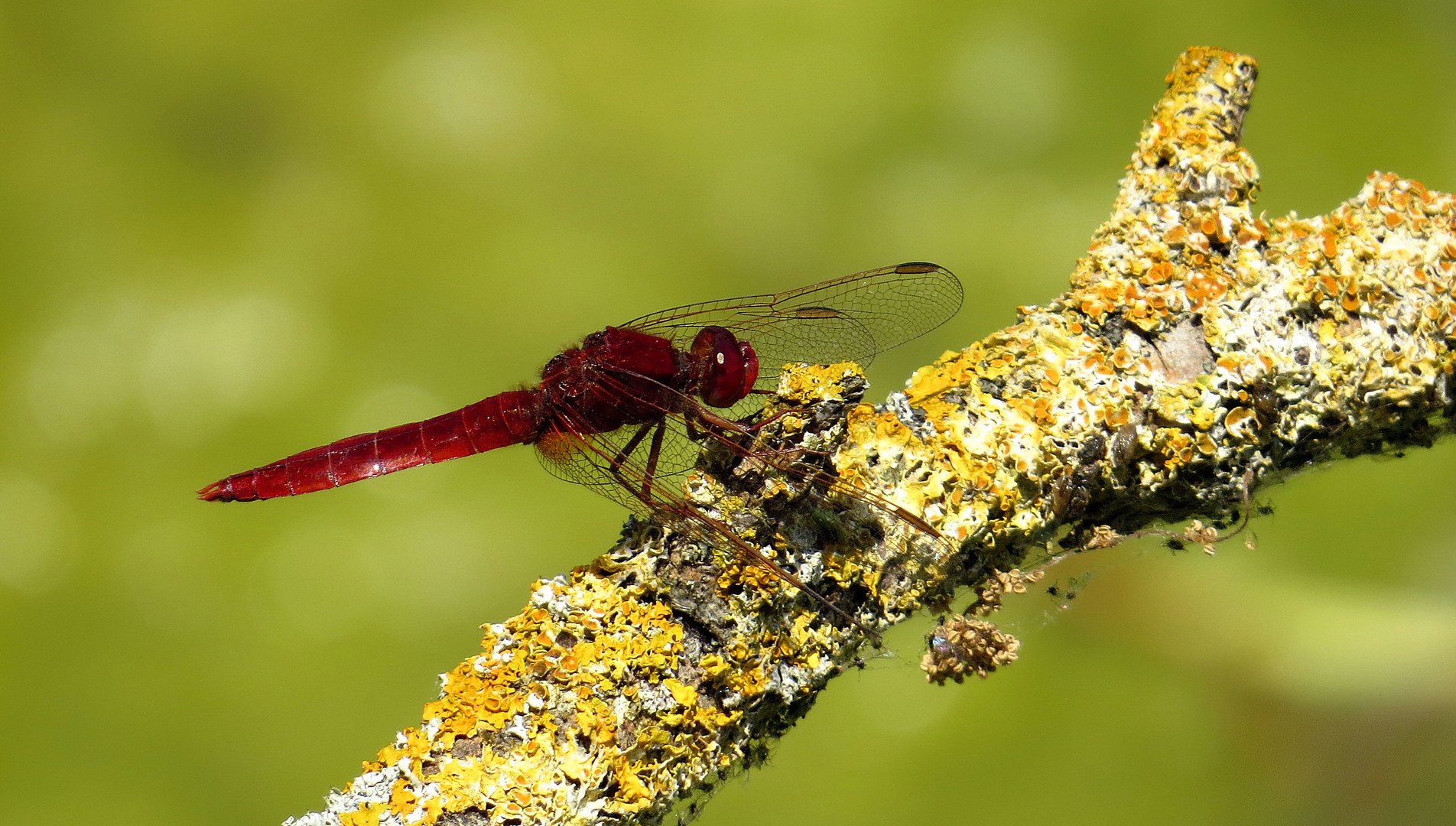 Feuerlibelle (Crocothemis erythraea), Männchen