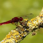 Feuerlibelle (Crocothemis erythraea), Männchen