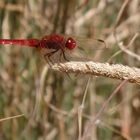 Feuerlibelle (Crocothemis erythraea) - Männchen