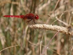 Feuerlibelle (Crocothemis erythraea) - Männchen