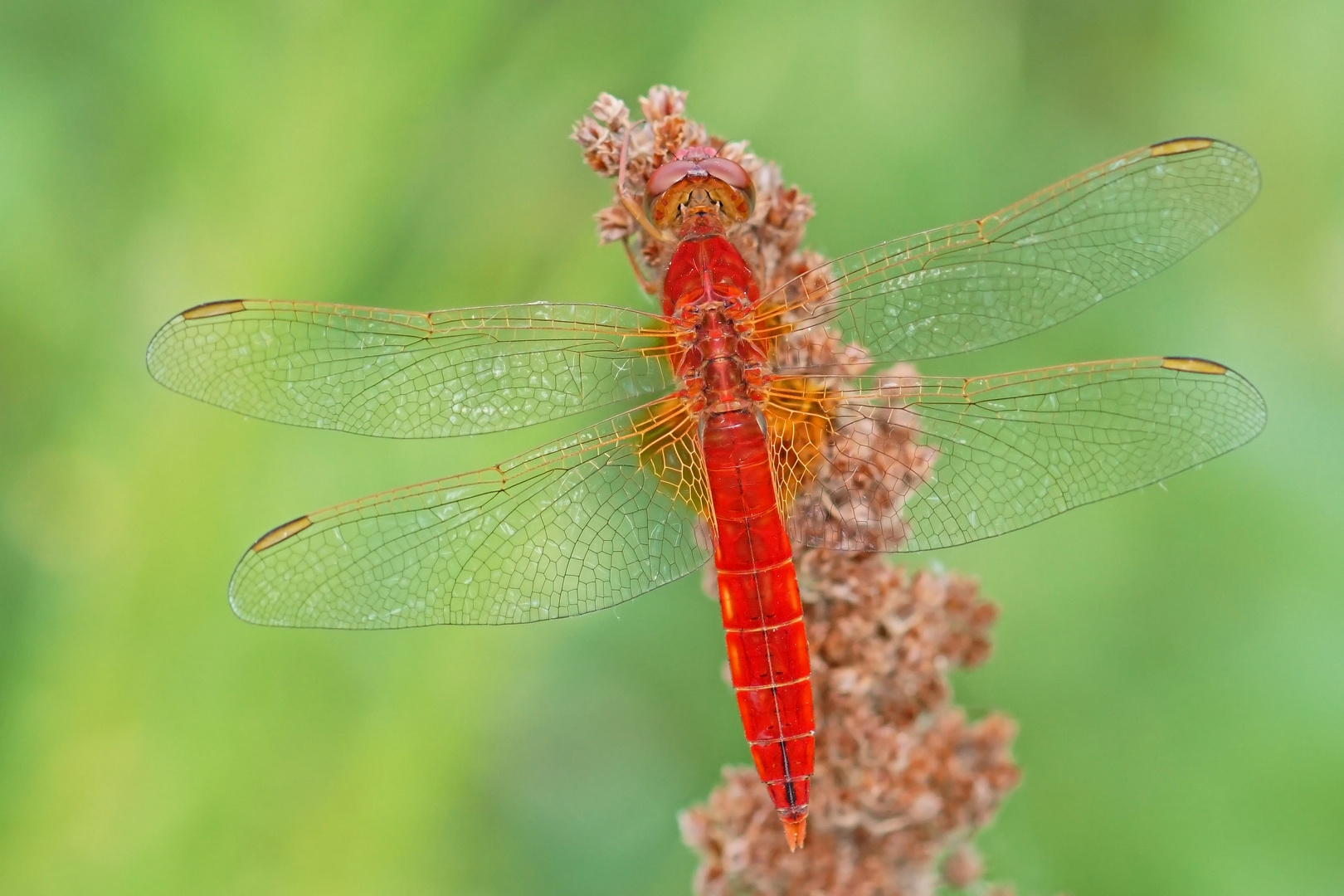 Feuerlibelle (Crocothemis erythraea), Männchen