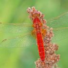 Feuerlibelle (Crocothemis erythraea), Männchen