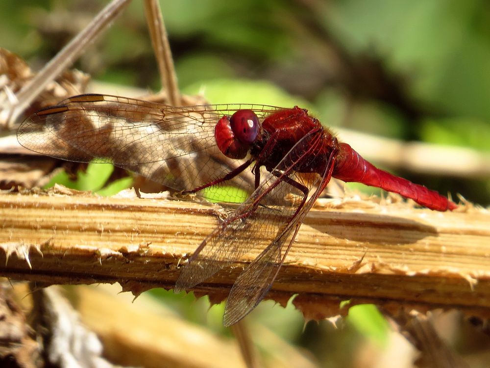 Feuerlibelle (Crocothemis erythraea), Männchen