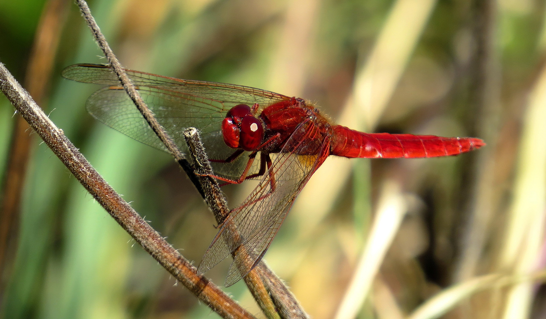 Feuerlibelle (Crocothemis erythraea), Männchen