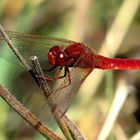 Feuerlibelle (Crocothemis erythraea), Männchen