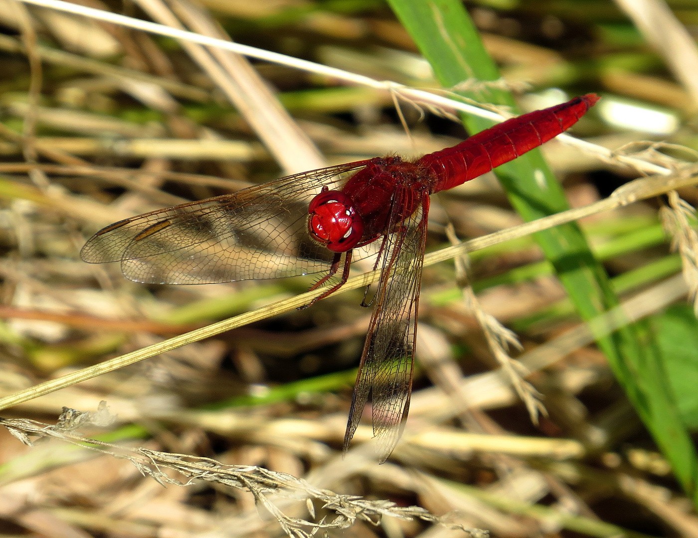 Feuerlibelle (Crocothemis erythraea), Männchen