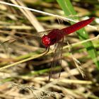 Feuerlibelle (Crocothemis erythraea), Männchen