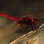 Feuerlibelle (Crocothemis erythraea), Männchen