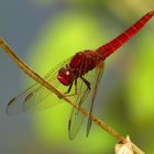 Feuerlibelle (Crocothemis erythraea), Männchen