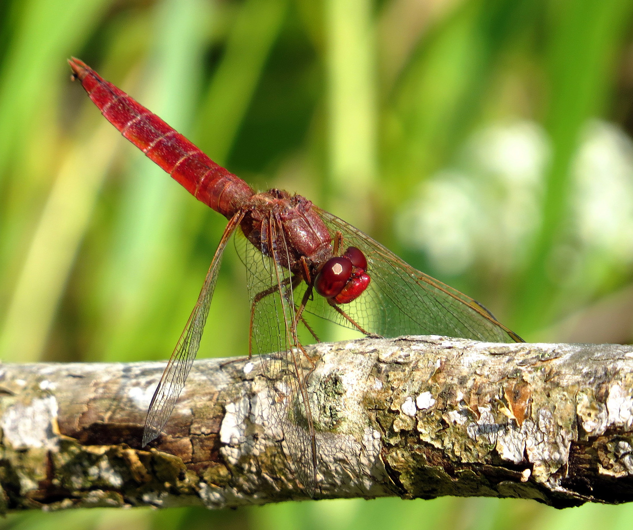 Feuerlibelle (Crocothemis erythraea), Männchen 