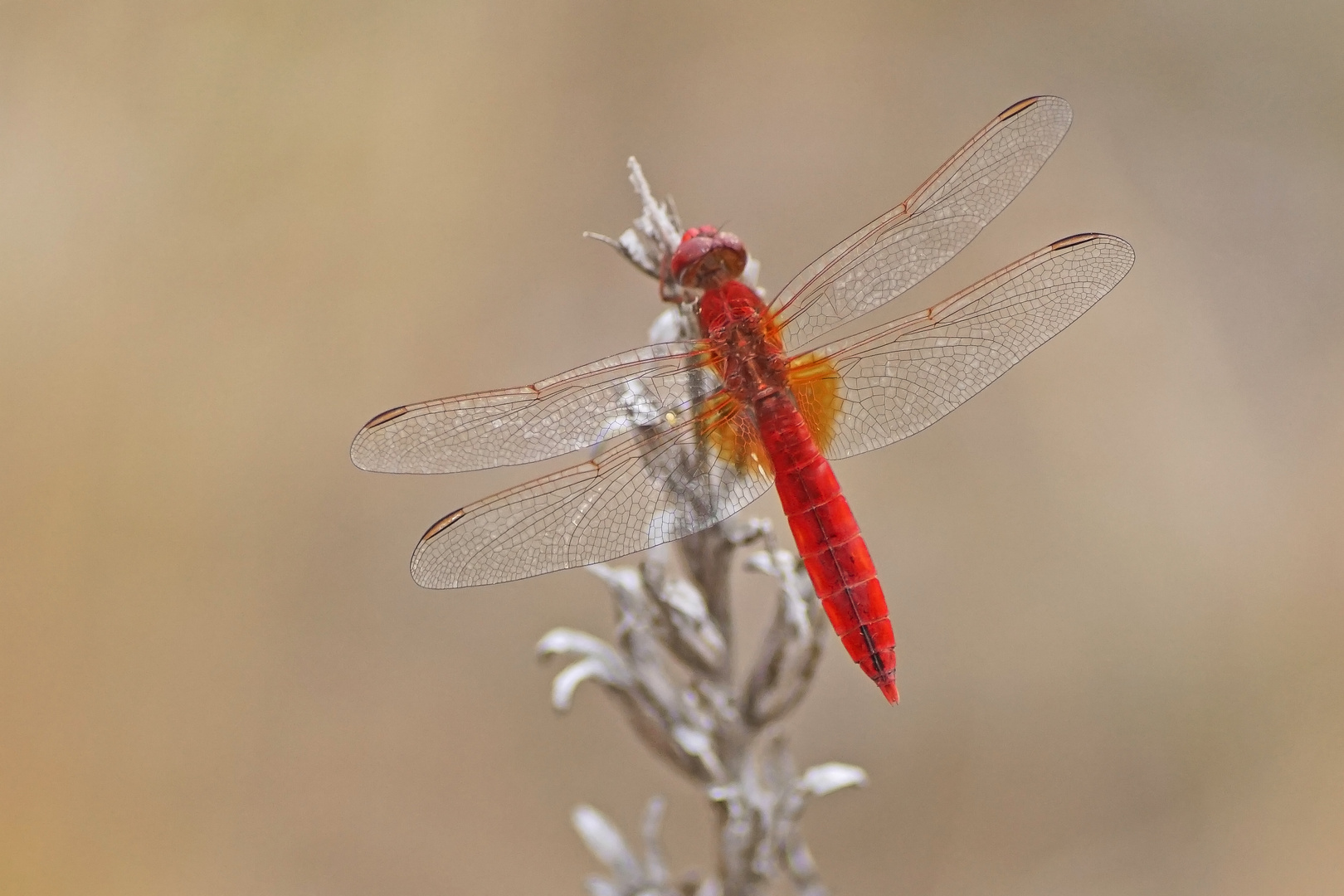 Feuerlibelle (Crocothemis erythraea), Männchen