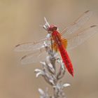 Feuerlibelle (Crocothemis erythraea), Männchen