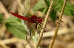 Feuerlibelle (Crocothemis erythraea), Männchen