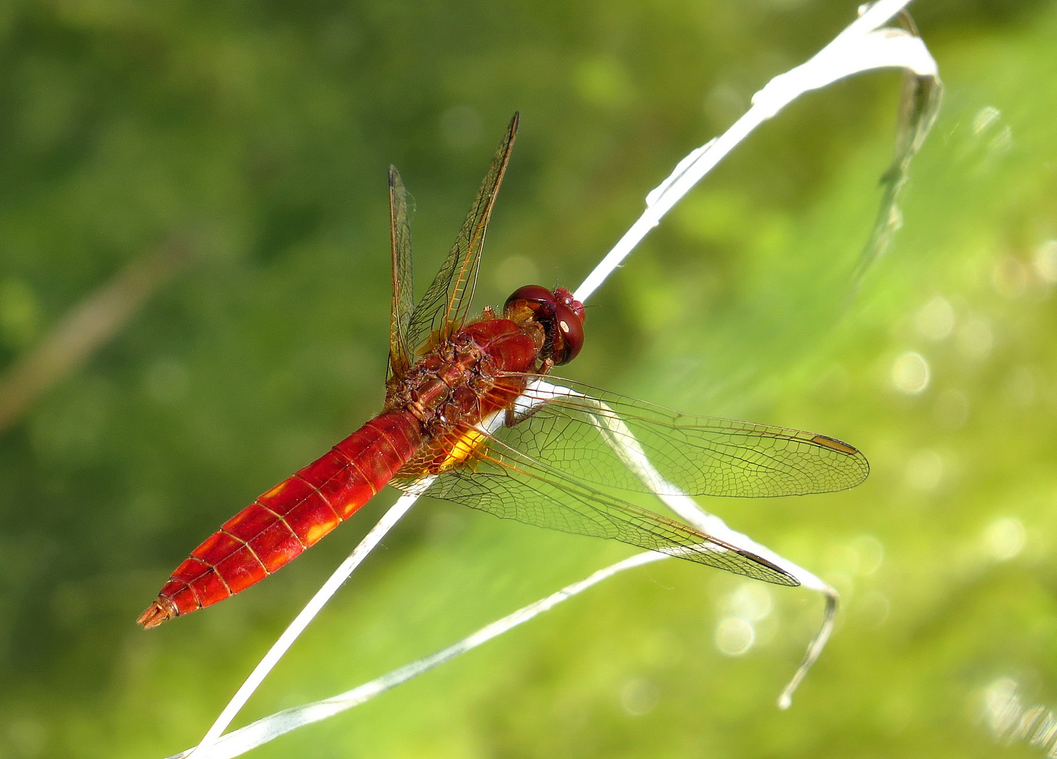 Feuerlibelle (Crocothemis erythraea), Männchen