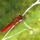 Feuerlibelle (Crocothemis erythraea), Männchen