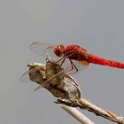 Feuerlibelle [Crocothemis erythraea] - Männchen