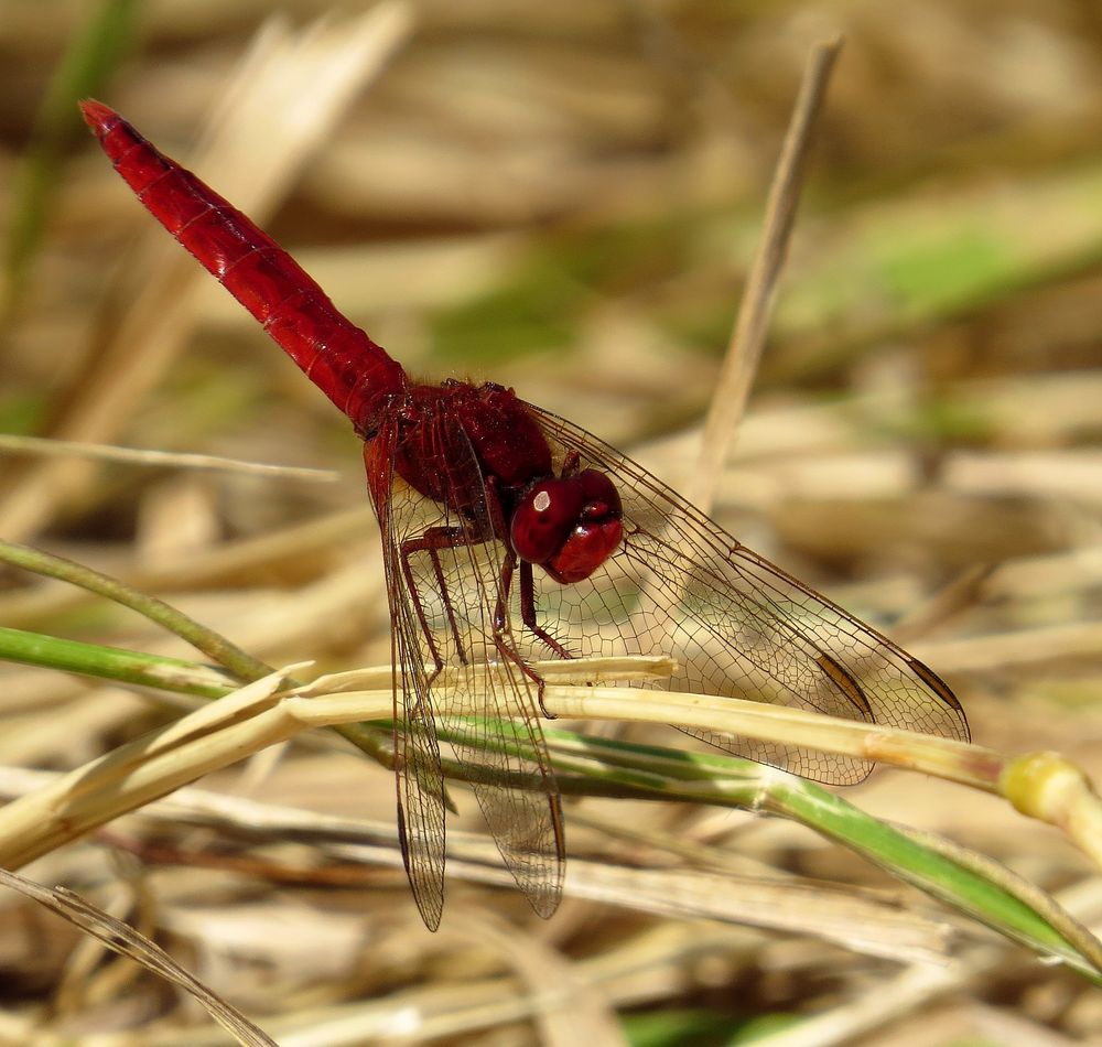 Feuerlibelle (Crocothemis erythraea), Männchen