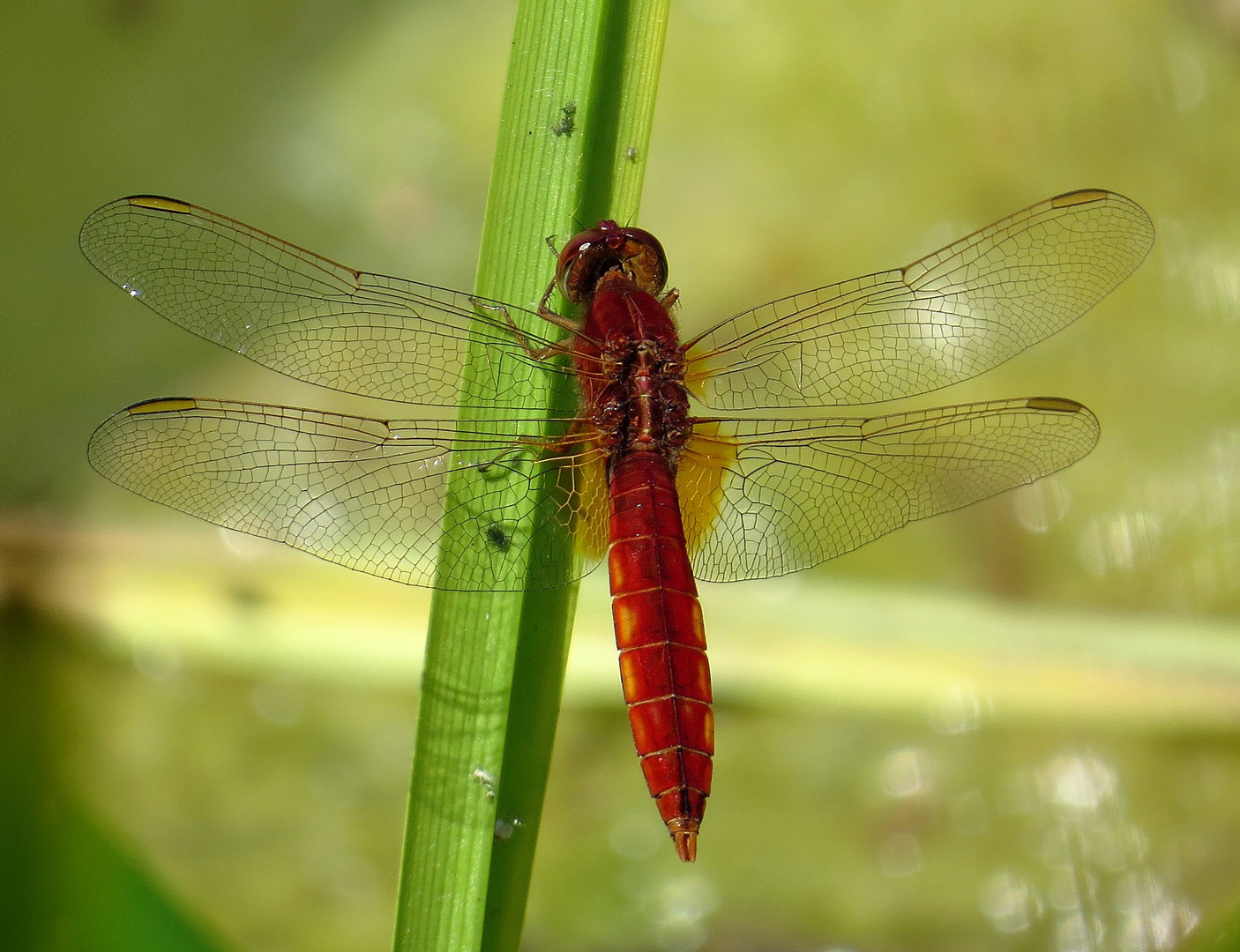 Feuerlibelle (Crocothemis erythraea), Männchen