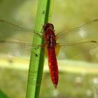 Feuerlibelle (Crocothemis erythraea), Männchen