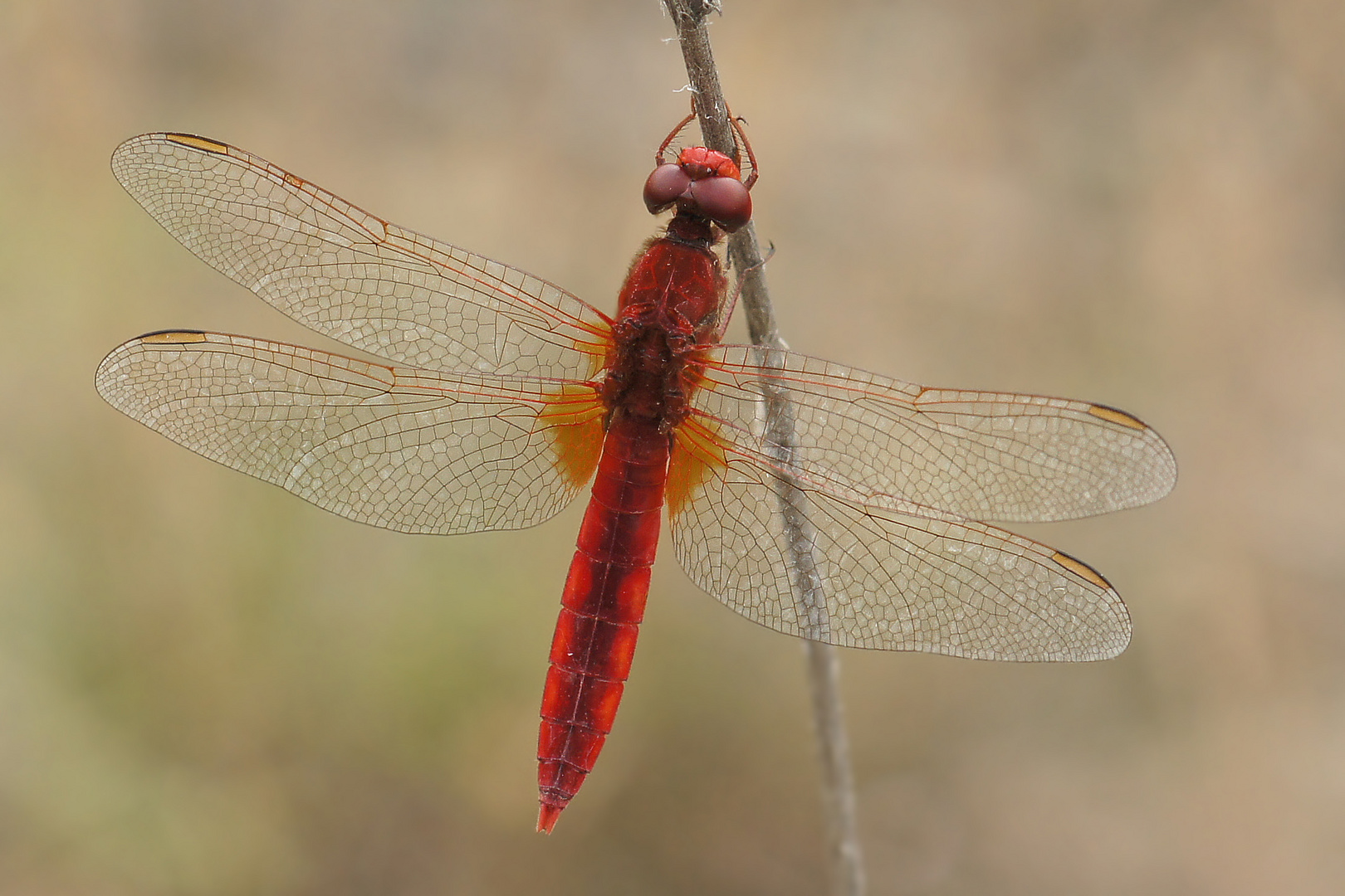 Feuerlibelle (Crocothemis erythraea), Männchen