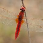 Feuerlibelle (Crocothemis erythraea), Männchen