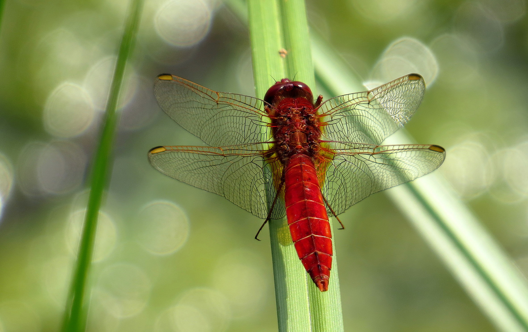 Feuerlibelle (Crocothemis erythraea), Männchen