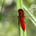 Feuerlibelle (Crocothemis erythraea), Männchen