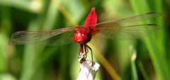 Feuerlibelle (Crocothemis erythraea), Männchen